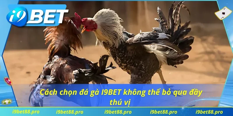 Cách chọn đá gà I9BET không thể bỏ qua đầy thú vị