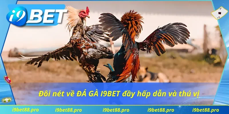 Đôi nét về ĐÁ GÀ I9BET đầy hấp dẫn và thú vị